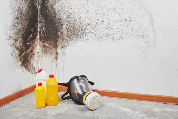 Best Mold Damage Repair  in High Bridge, NJ