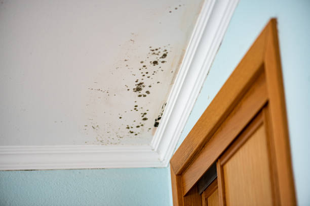 Best Local Mold Removal Service  in High Bridge, NJ
