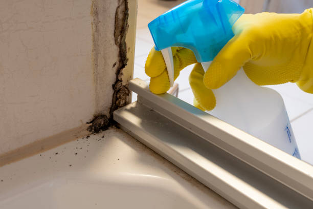 Best Affordable Mold Removal  in High Bridge, NJ