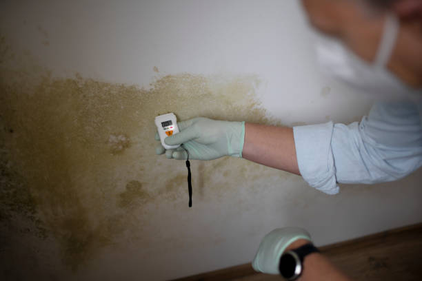 Best Mold Removal Near Me  in High Bridge, NJ