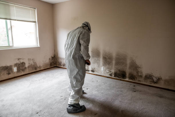 Best Mold Testing  in High Bridge, NJ