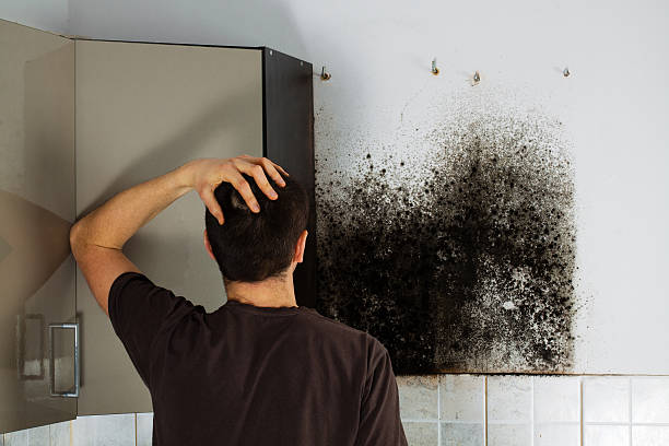 Best Professional Mold Removal  in High Bridge, NJ