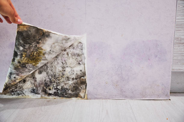 Best Home Mold Removal  in High Bridge, NJ